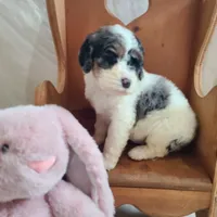 Peanut - Moyen, a female Poodle - Standard  for sale in Bedford, VA – Photo 2 of 10
