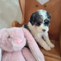 Peanut - Moyen, a female Poodle - Standard  for sale in Bedford, VA – Photo 6 of 10
