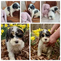 Peanut - Moyen, a female Poodle - Standard  for sale in Bedford, VA – Photo 1 of 10
