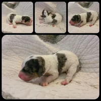 Peanut - Moyen, a female Poodle - Standard  for sale in Bedford, VA – Photo 3 of 10