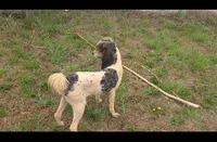Peanut - Moyen, a female Poodle - Standard  for sale in Bedford, VA – Photo 9 of 10