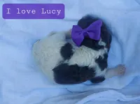 I love Lucy - Moyen, a female Poodle - Miniature  for sale in Bedford, VA – Photo 5 of 10