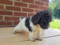 I love Lucy - Moyen, a female Poodle - Miniature  for sale in Bedford, VA – Photo 6 of 10