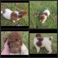 I love Lucy - Moyen, a female Poodle - Miniature  for sale in Bedford, VA – Photo 8 of 10