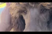 I love Lucy - Moyen, a female Poodle - Miniature  for sale in Bedford, VA – Photo 1 of 10