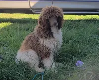 I love Lucy - Moyen, a female Poodle - Miniature  for sale in Bedford, VA – Photo 10 of 10