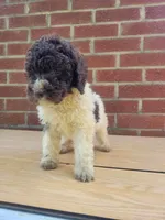 I love Lucy - Moyen, a female Poodle - Miniature  for sale in Bedford, VA – Photo 3 of 10