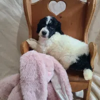 Cookie - Moyen, a female Poodle - Standard  for sale in Bedford, VA – Photo 7 of 9