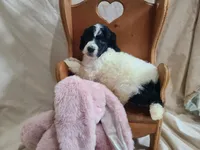 Cookie - Moyen, a female Poodle - Standard  for sale in Bedford, VA – Photo 7 of 9