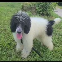 Cookie - Moyen, a female Poodle - Standard  for sale in Bedford, VA – Photo 4 of 9
