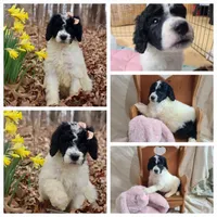 Cookie - Moyen, a female Poodle - Standard  for sale in Bedford, VA – Photo 2 of 9