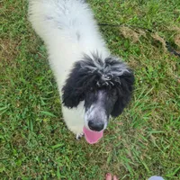 Cookie - Moyen, a female Poodle - Standard  for sale in Bedford, VA – Photo 9 of 9