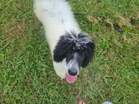 Cookie - Moyen, a female Poodle - Standard  for sale in Bedford, VA – Photo 9 of 9