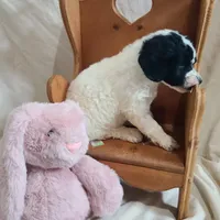 Cookie - Moyen, a female Poodle - Standard  for sale in Bedford, VA – Photo 6 of 9