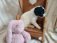 Cookie - Moyen, a female Poodle - Standard  for sale in Bedford, VA – Photo 6 of 9