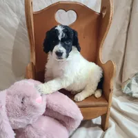 Cookie - Moyen, a female Poodle - Standard  for sale in Bedford, VA – Photo 3 of 9