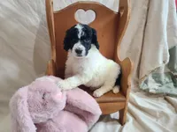 Cookie - Moyen, a female Poodle - Standard  for sale in Bedford, VA – Photo 2 of 9