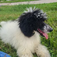 Cookie - Moyen, a female Poodle - Standard  for sale in Bedford, VA – Photo 1 of 9