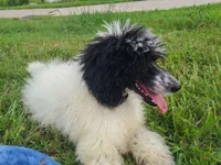 Cookie - Moyen, a female Poodle - Standard  for sale in Bedford, VA – Photo 4 of 9