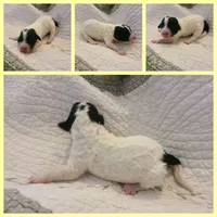 Cookie - Moyen, a female Poodle - Standard  for sale in Bedford, VA – Photo 5 of 9