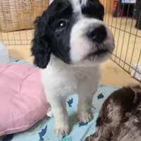 Cookie - Moyen, a female Poodle - Standard  for sale in Bedford, VA – Photo 8 of 9