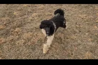 Beau, a male Poodle - Standard  for sale in Bedford, VA – Photo 5 of 6