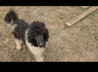 Beau, a male Poodle - Standard  for sale in Bedford, VA – Photo 3 of 6