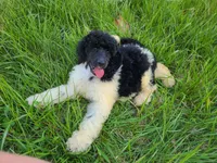 Beau, a male Poodle - Standard  for sale in Bedford, VA – Photo 4 of 6