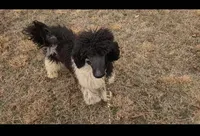 Beau, a male Poodle - Standard  for sale in Bedford, VA – Photo 1 of 6