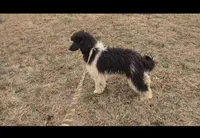 Beau, a male Poodle - Standard  for sale in Bedford, VA – Photo 6 of 6