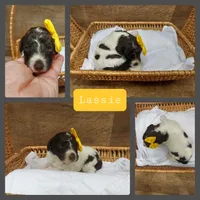 Lassie -Moyen, a female Poodle - Standard  for sale in Bedford, VA – Photo 3 of 10