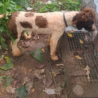 Lassie -Moyen, a female Poodle - Standard  for sale in Bedford, VA – Photo 7 of 10