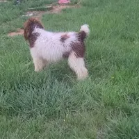 Lassie -Moyen, a female Poodle - Standard  for sale in Bedford, VA – Photo 9 of 10
