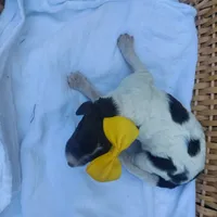 Lassie -Moyen, a female Poodle - Standard  for sale in Bedford, VA – Photo 8 of 10