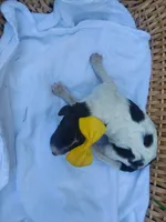 processed/10a07667-9f81-46c0-8327-8396e6093685/listing/dfb33753-962f-4499-aaa8-360ae9dab7e8/6a43cfb6-bbf1-4ff2-8469-f9f9f244d441