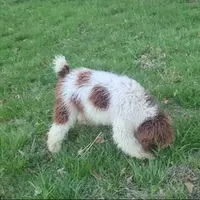 Lassie -Moyen, a female Poodle - Standard  for sale in Bedford, VA – Photo 6 of 10