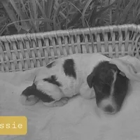 Lassie -Moyen, a female Poodle - Standard  for sale in Bedford, VA – Photo 4 of 10