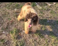 Lassie -Moyen, a female Poodle - Standard  for sale in Bedford, VA – Photo 10 of 10