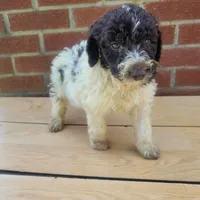 Lassie -Moyen, a female Poodle - Standard  for sale in Bedford, VA – Photo 5 of 10