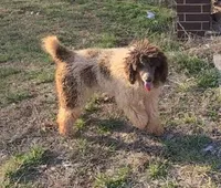 Lassie -Moyen, a female Poodle - Standard  for sale in Bedford, VA – Photo 1 of 10