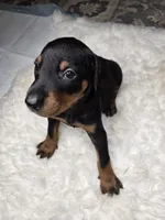 Doberman, a male Doberman Pinscher for sale in Visalia, CA – 4 of 5