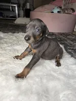 Doberman Puppy, a male Doberman Pinscher for sale in Visalia, CA – 2 of 4