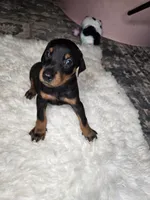 Doberman, a male Doberman Pinscher for sale in Visalia, CA – 3 of 5