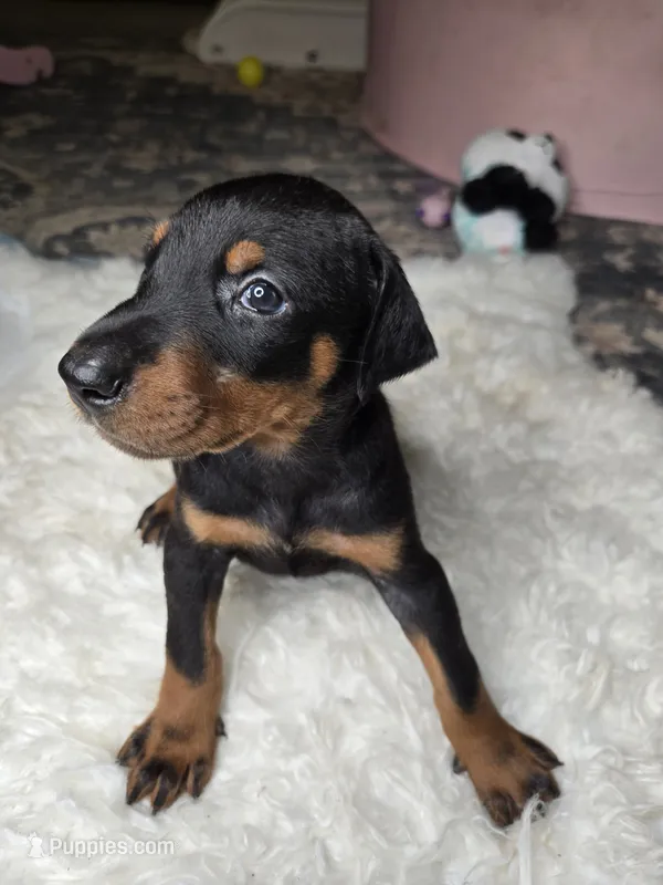 Doberman – Doberman Pinscher puppy for sale in Visalia, CA