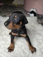 Doberman, a male Doberman Pinscher for sale in Visalia, CA – 1 of 5