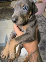 Doberman Puppy, a male Doberman Pinscher for sale in Visalia, CA – 4 of 4