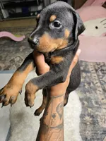Doberman, a male Doberman Pinscher for sale in Visalia, CA – 2 of 5