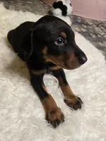 Doberman, a male Doberman Pinscher for sale in Visalia, CA – 5 of 5