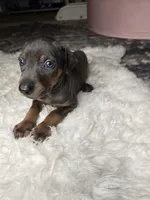 Doberman Puppy, a male Doberman Pinscher for sale in Visalia, CA – 3 of 4