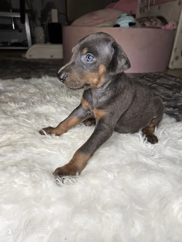 Doberman Puppy – Doberman Pinscher puppy for sale in Visalia, CA